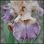 DSCN0078.JPG